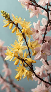 Attēlu rezultāti vaicājumam “Forsythia”