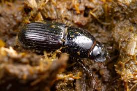 Attēlu rezultāti vaicājumam “Aphodius subterraneus”
