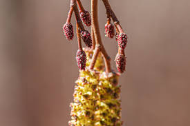 Attēlu rezultāti vaicājumam “Alnus incana female flower”