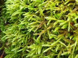 Attēlu rezultāti vaicājumam “Isothecium alopecuroides sporophyte”