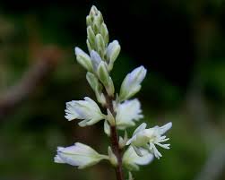 Attēlu rezultāti vaicājumam “Polygala amarella flower”