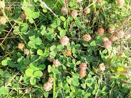 Attēlu rezultāti vaicājumam “Trifolium fragiferum fruit”