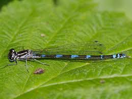 Attēlu rezultāti vaicājumam “Coenagrion pulchellum male”