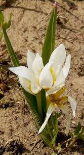 Attēlu rezultāti vaicājumam “Colchicum szovitsii subsp. szovitsii”