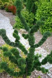 Attēlu rezultāti vaicājumam “Larix decidua”