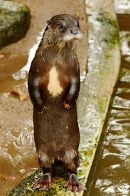 Attēlu rezultāti vaicājumam “Lutra lutra”