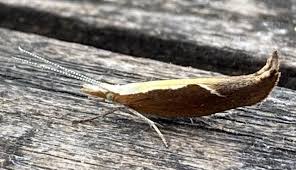 Attēlu rezultāti vaicājumam “Ypsolopha dentella”