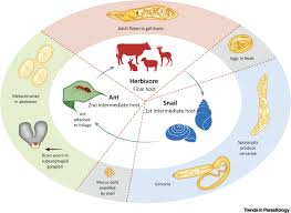 Attēlu rezultāti vaicājumam “Enteridium liceoides macro”