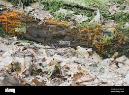 Attēlu rezultāti vaicājumam “Physarum psittacinum spores”