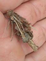 Attēlu rezultāti vaicājumam “Canephora hirsuta larva”