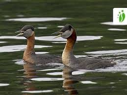 Attēlu rezultāti vaicājumam “Podiceps grisegena adult”