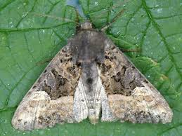 Attēlu rezultāti vaicājumam “Euplexia lucipara”