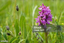 Attēlu rezultāti vaicājumam “Dactylorhiza cruenta leaf”