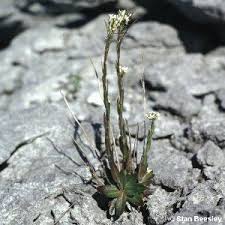 Attēlu rezultāti vaicājumam “Arabis hirsuta fruit”