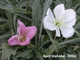 Attēlu rezultāti vaicājumam “Onagraceae”