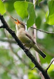 Attēlu rezultāti vaicājumam “Hippolais icterina”