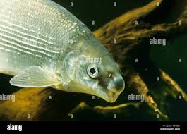 Image result for Coregonus lavaretus oxyrinchus