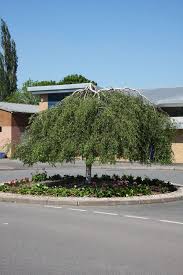 Attēlu rezultāti vaicājumam “Betula pendula Youngii”