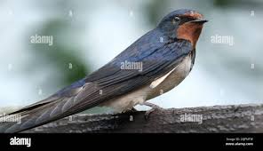 Attēlu rezultāti vaicājumam “Hirundinidae”