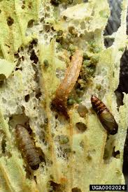 Attēlu rezultāti vaicājumam “Schizotus pectinicornis larva”