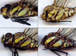 Attēlu rezultāti vaicājumam “Aeshna juncea male”