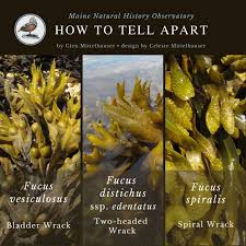 Attēlu rezultāti vaicājumam “Fucus vesiculosus”