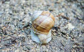 Attēlu rezultāti vaicājumam “Helicidae”