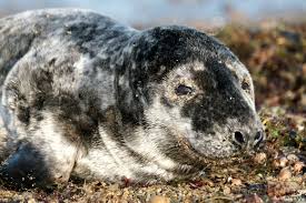 Image result for Halichoerus grypus