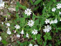 Attēlu rezultāti vaicājumam “Cerastium sylvaticum”