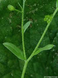 Attēlu rezultāti vaicājumam “Myosotis laxa subsp. baltica”