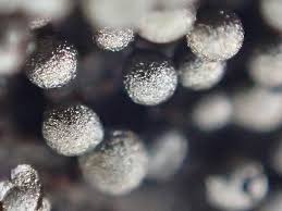 Attēlu rezultāti vaicājumam “Collaria arcyrionema macro”