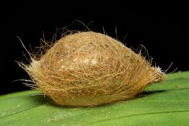 Attēlu rezultāti vaicājumam “Zygaena cocoon”