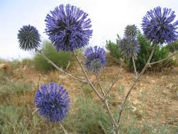 Attēlu rezultāti vaicājumam “Echinops sphaerocephalus flower”