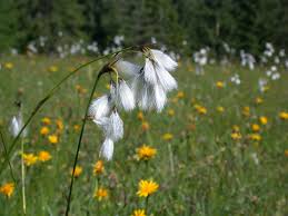 Attēlu rezultāti vaicājumam “Eriophorum latifolium flower”