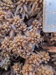 Attēlu rezultāti vaicājumam “Sphagnum papillosum”