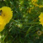 Attēlu rezultāti vaicājumam “Hypochaeris maculata”