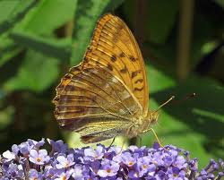Attēlu rezultāti vaicājumam “Argynnis paphia larva”