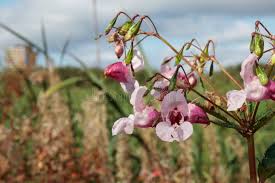 Attēlu rezultāti vaicājumam “Impatiens glandulifera leaf”