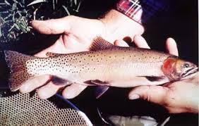 Image result for Oncorhynchus clarkii