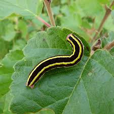 Attēlu rezultāti vaicājumam “Ceramica pisi larva”