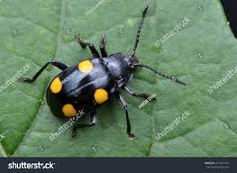 Attēlu rezultāti vaicājumam “Endomychidae”