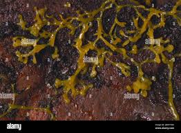 Attēlu rezultāti vaicājumam “Lignydium muscorum plasmodium”