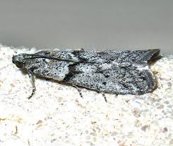 Attēlu rezultāti vaicājumam “Zophodia grossulariella”