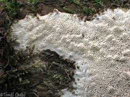 Attēlu rezultāti vaicājumam “Antrodia sinuosa”