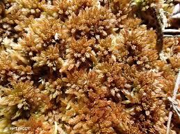Attēlu rezultāti vaicājumam “Sphagnum fuscum”