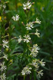 Attēlu rezultāti vaicājumam “Silene tatarica bud”