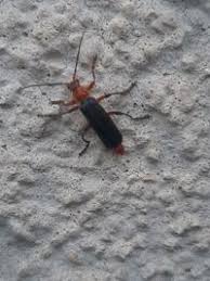 Attēlu rezultāti vaicājumam “Cantharis livida”