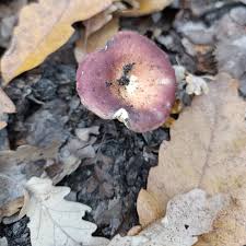 Attēlu rezultāti vaicājumam “Russula vesca”