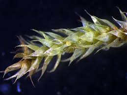 Attēlu rezultāti vaicājumam “Brachythecium”