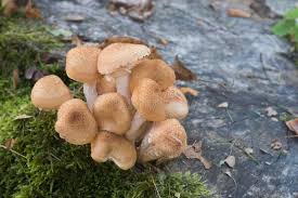 Attēlu rezultāti vaicājumam “Armillaria sp.”